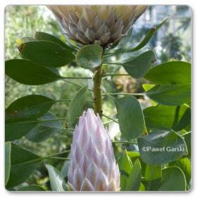 Protea królewska (Protea cynaroides)